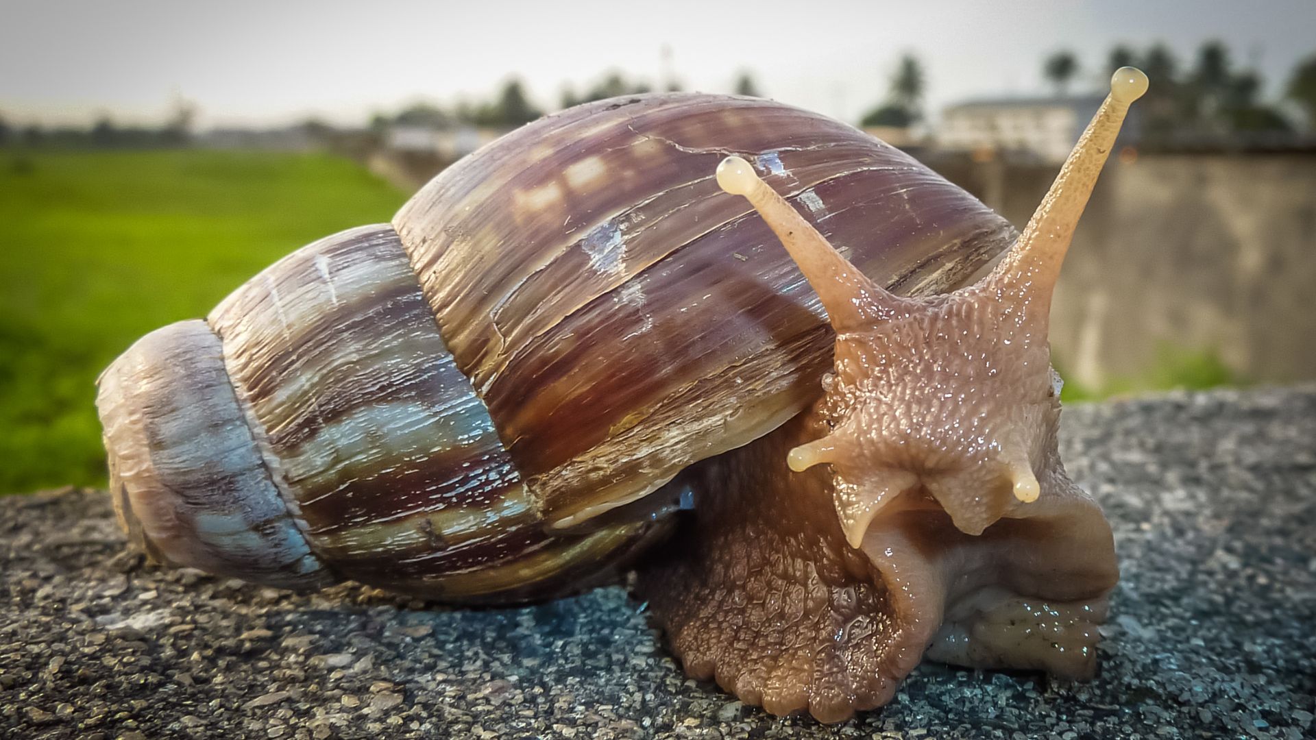 Giant African land snail infestation prompts quarantine and treatment