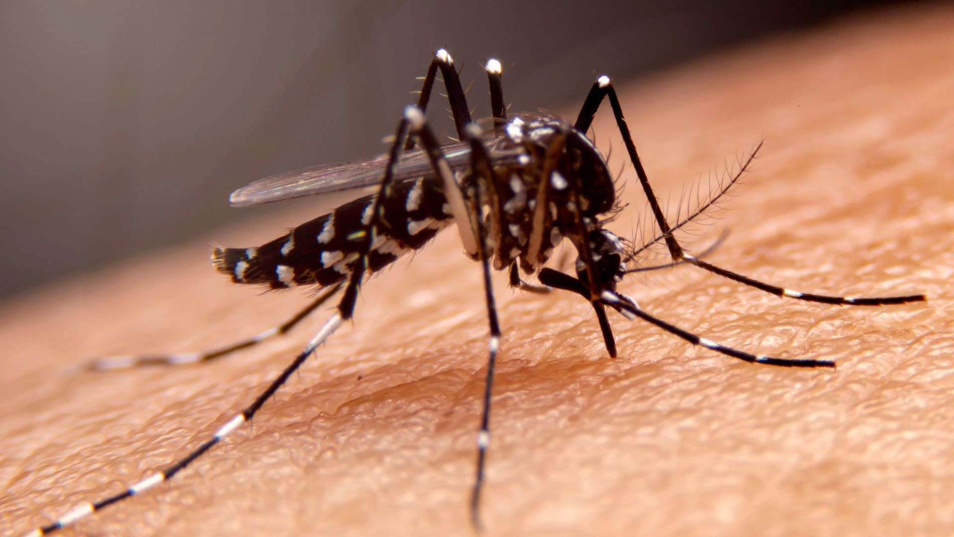Florida ramps up mosquito control efforts due to 4 cases of locally contracted malaria - WSVN 7News | Miami News, Weather, Sports - Vimarsana News