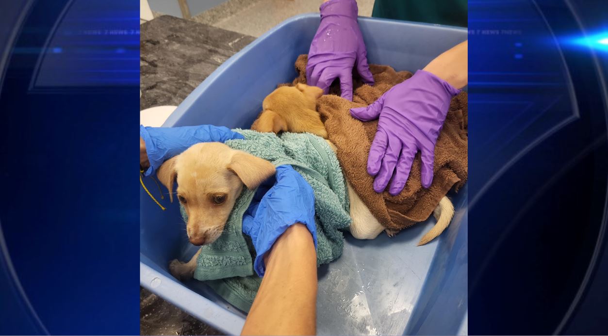 Puppies found abandoned in sealed box near Florida Walmart battling canine parvovirus  WSVN 7News  Miami News Weather Sports  Fort Lauderdale