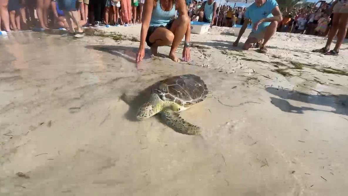 Turtle Hospital celebrates World Ocean’s Day with sea turtle release in