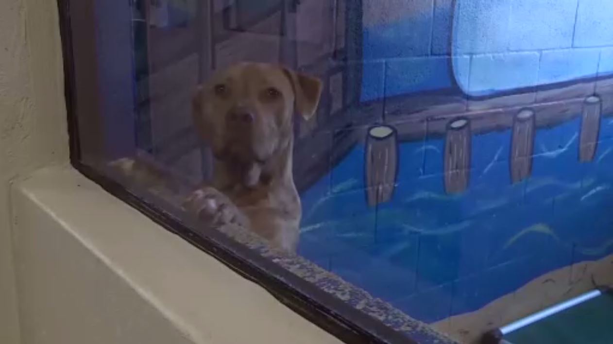 South Florida dog rescue founder reacts to new state law prohibiting