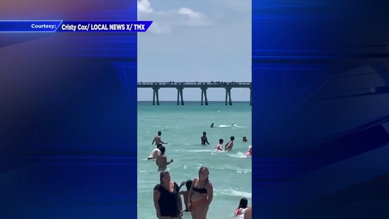 Shark swims close to beachgoers in Navarre Beach WSVN 7News Miami
