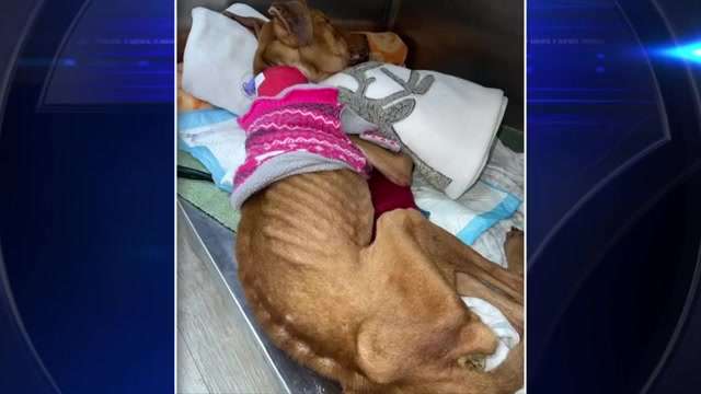 Dog found starving, dog found stabbed cling to life at SW Miami-Dade animal hospital as rescuers demand justice - WSVN 7News | Miami News, Weather, Sports - Vimarsana News