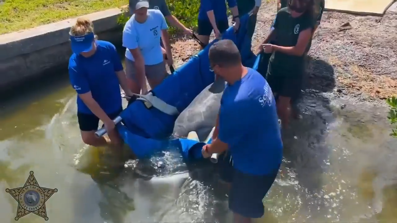 Pair of manatees released back into Southwest Florida waters after