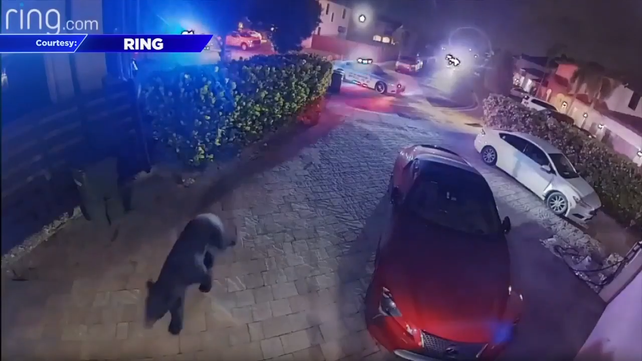 Bear spotted roaming Homestead neighborhood draws concerns; authorities