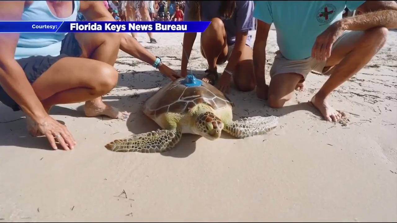 Sea turtle released in Marathon, joins 16th Tour de Turtles race - WSVN 7News | Miami News, Weather, Sports - Vimarsana News