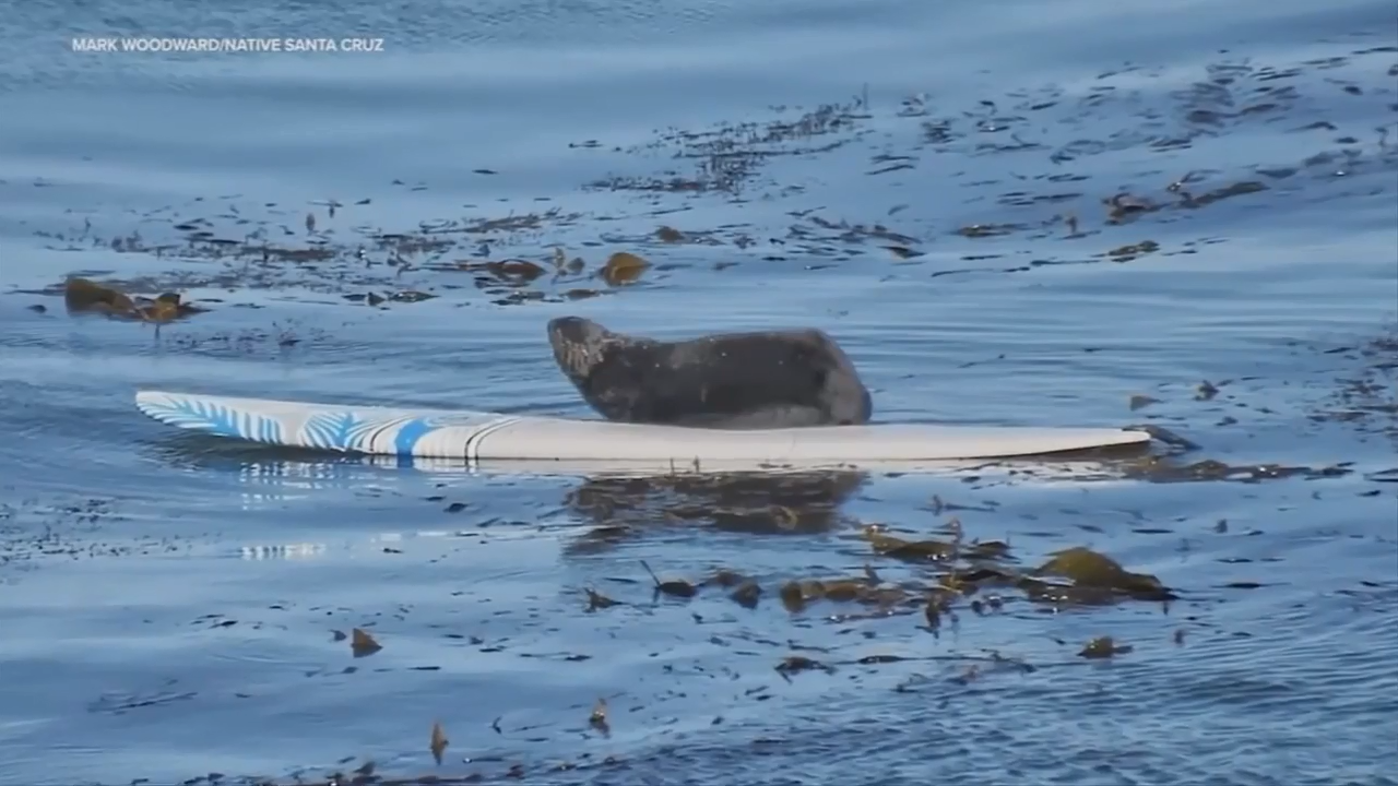 Surfboard biting otter avoids capture - WSVN 7News | Miami News, Weather, Sports - Vimarsana News