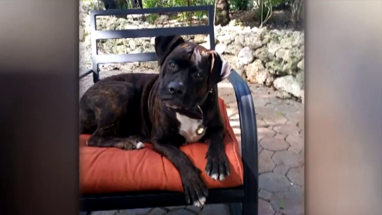 MiamiDade County refuses to follow judge’s orders to return dog to