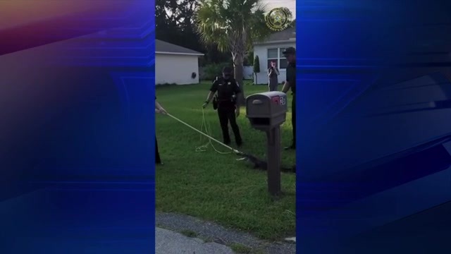 5foot gator removed from Flagler County homes front lawn  WSVN 7News  Miami News Weather Sports  Fort Lauderdale
