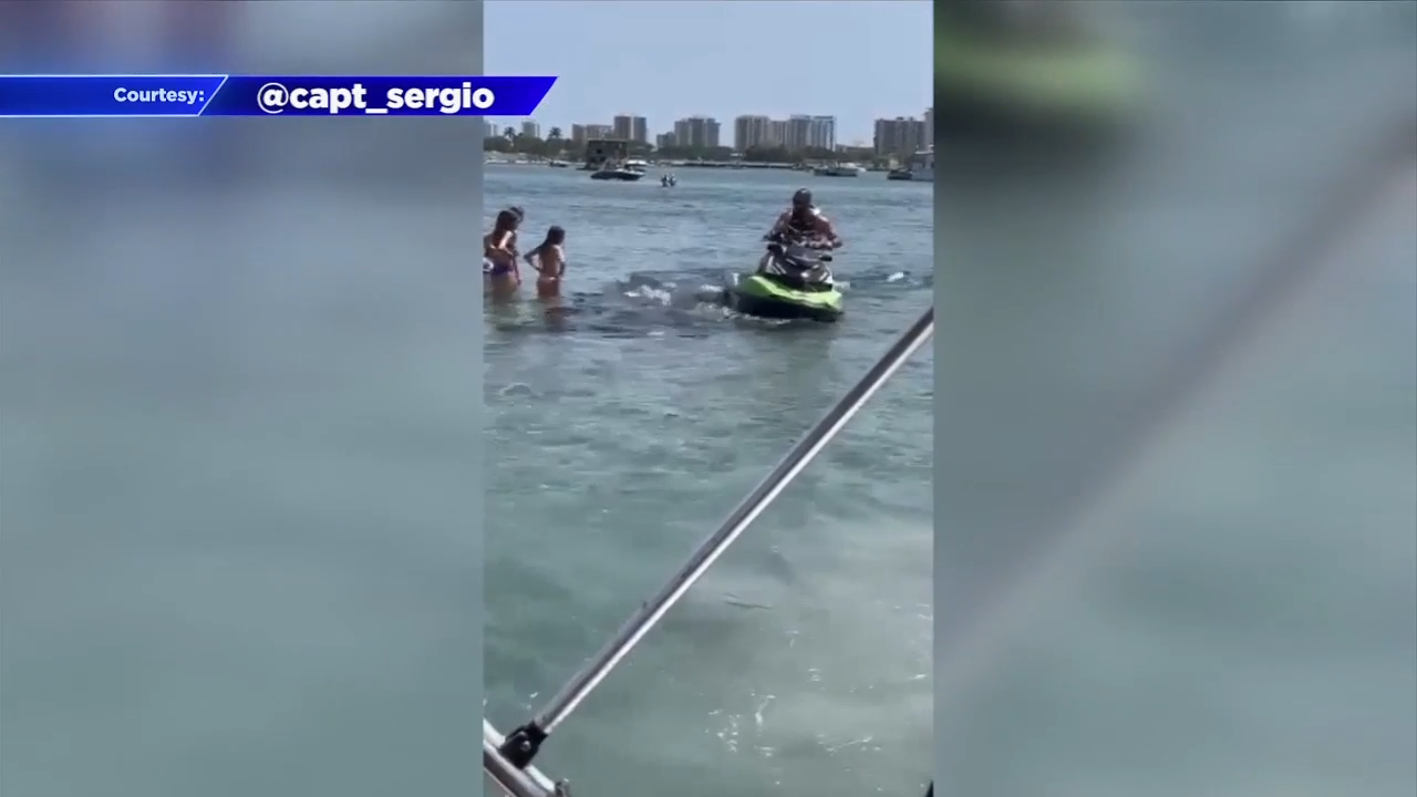 Caught on camera: Jetski rider driving over pod of manatees in Palm