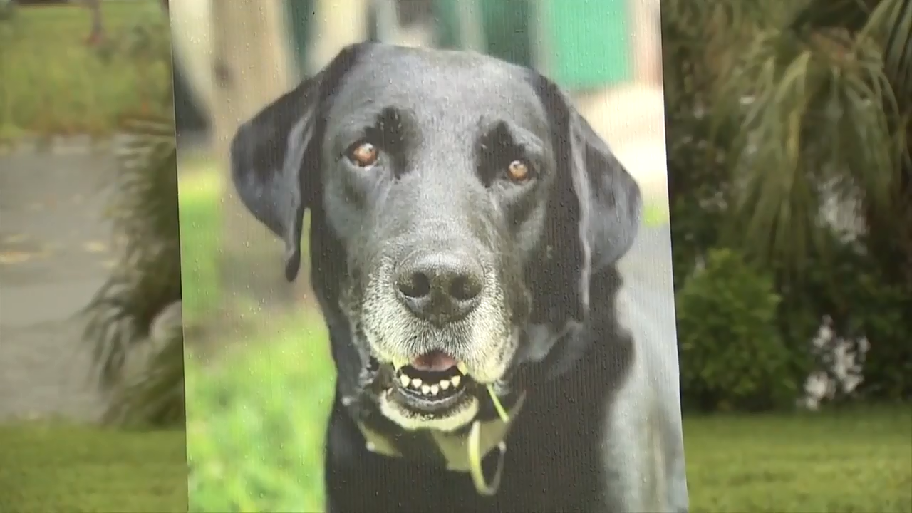 Miami-Dade Corrections bids final farewell to fallen K-9 Gideon - WSVN