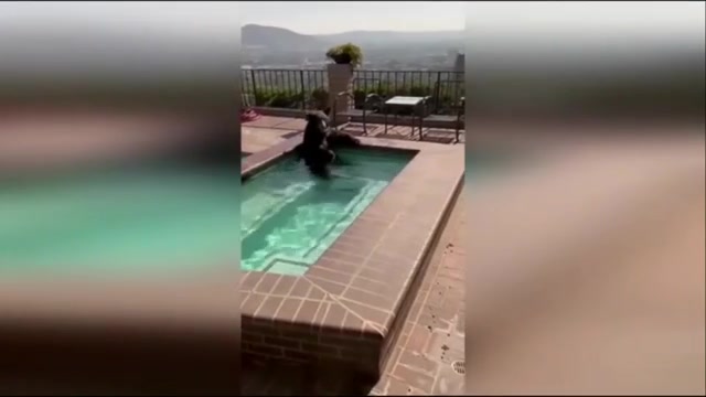 In summer heat bear spotted in Southern California backyard Jacuzzi WSVN 7News Miami News Weather Sports Fort Lauderdale In summer heat bear spotted in Southern California backyard Jacuzzi WSVN 7News Miami News Weather Sports Fort Lauderdale