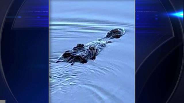 Crocodile sighting prompts hours-long closure of Joe DiMaggio Park in Hollywood - WSVN 7News | Miami News, Weather, Sports - Vimarsana News