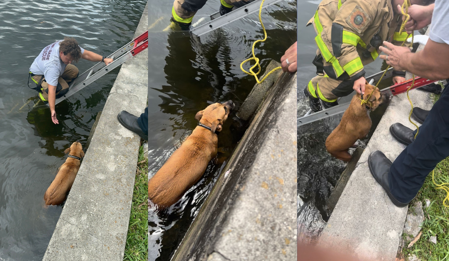 Firefighters rescue dog trapped in NW Miami-Dade canal - WSVN 7News ...