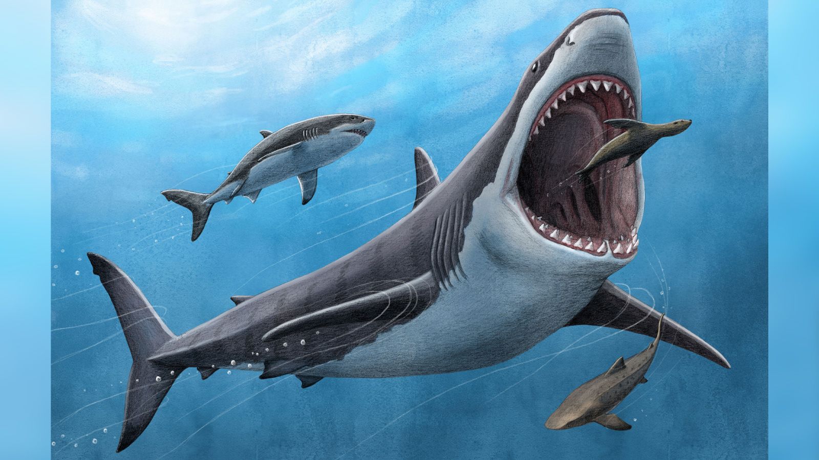Scientists find new clue in what led to megalodon s demise WSVN 7News
