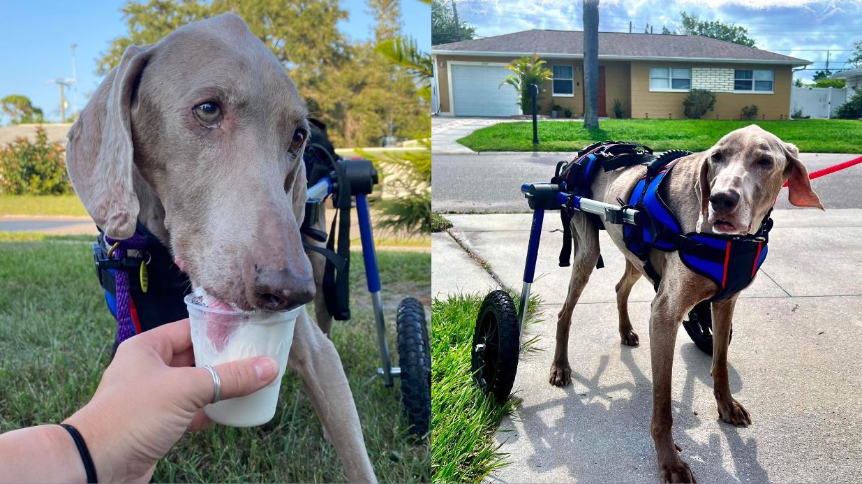 19 year old dog finds new life and mobility in florida foster home