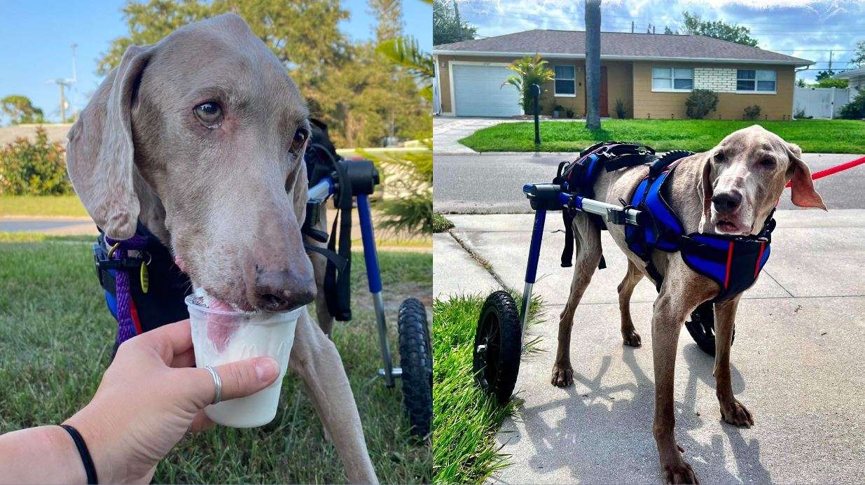 19-year-old dog finds new life and mobility in Florida foster home after shelter surrender - WSVN 7News | Miami News, Weather, Sports - Vimarsana News