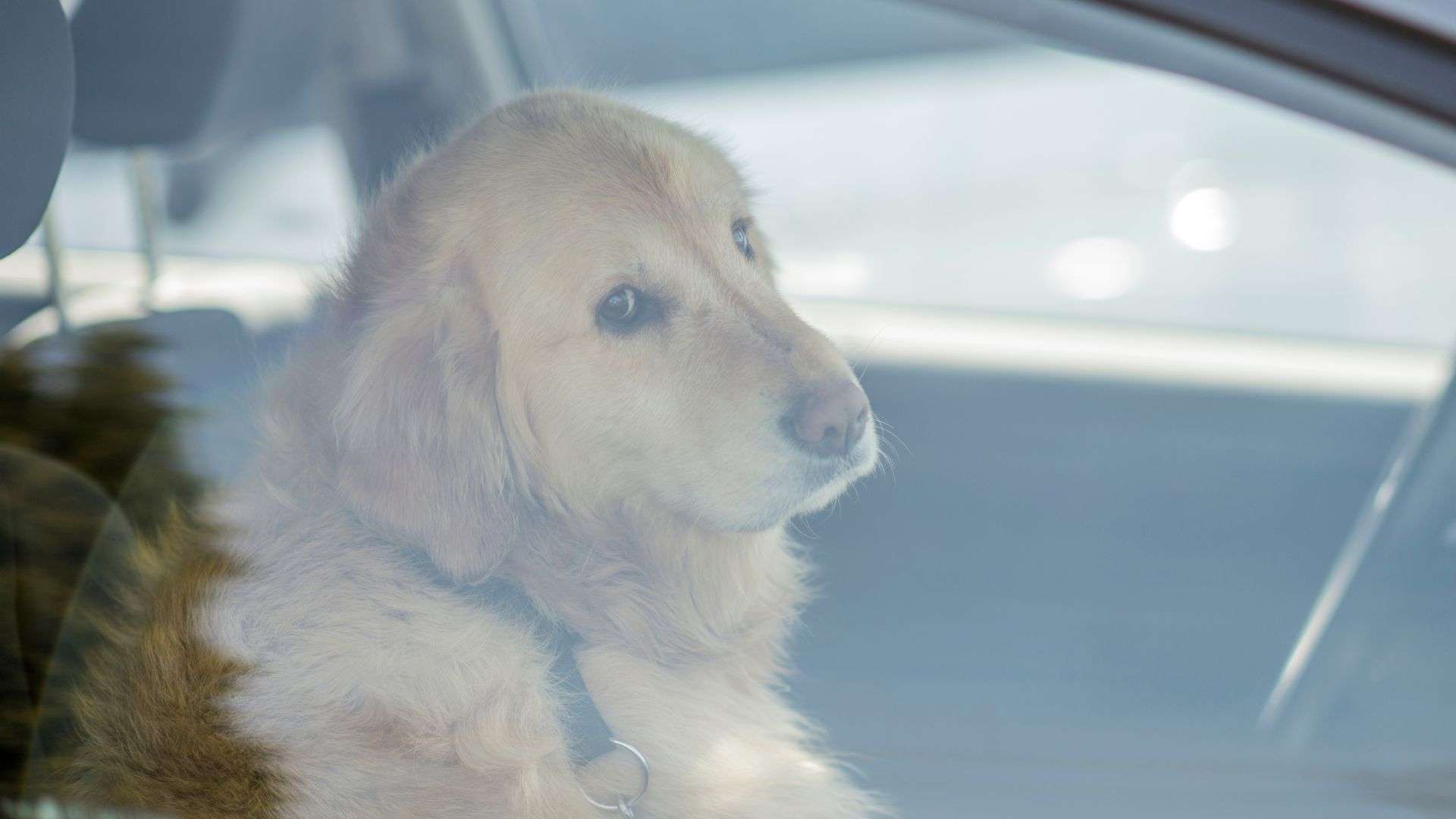 Officials: Dog dies after Central Florida man left it in hot truck for ...