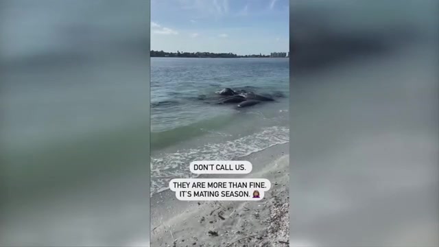 Deputies Dont call 911 to report manatees huddled near shore theyre mating WSVN 7News Miami News Weather Sports Fort Lauderdale Deputies Dont call 911 to report manatees huddled near shore theyre mating WSVN 7News Miami News Weather Sports Fort Lauderdale