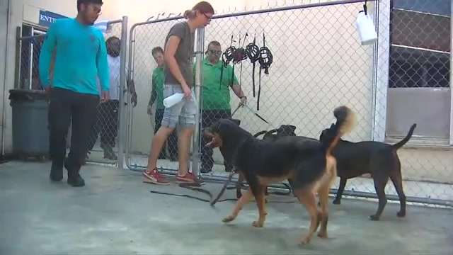 Training the trainers: Nonprofit shows Miami-Dade Animal Services staff how to help make shelter dogs ready for 'fur-ever' homes - WSVN 7News | Miami News, Weather, Sports - Vimarsana News