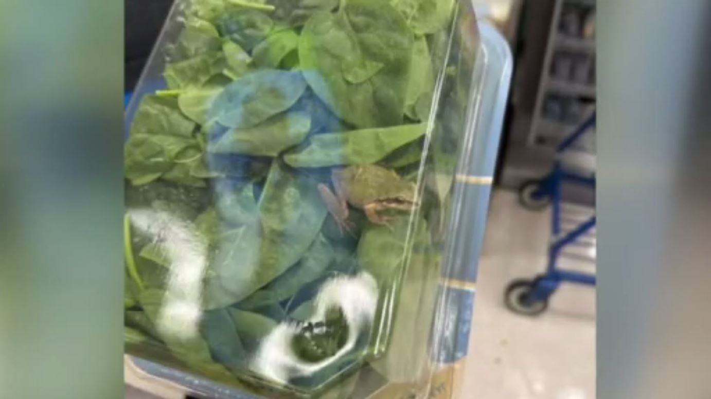 Suburban Detroit woman says she found a live frog in a spinach container WSVN 7News Miami News Weather Sports Fort Lauderdale Suburban Detroit woman says she found a live frog in a spinach container WSVN 7News Miami News Weather Sports Fort Lauderdale