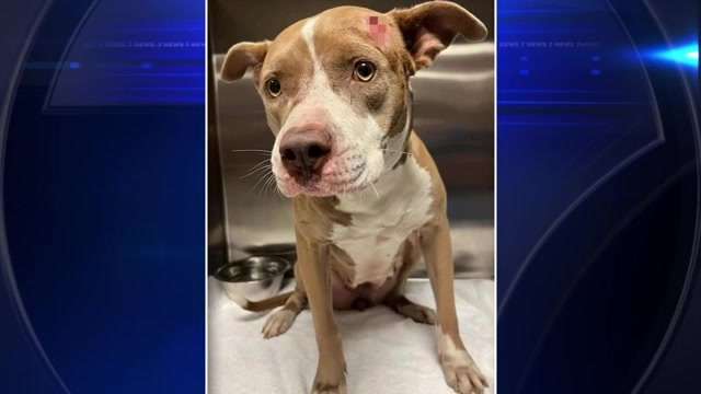 'It's horrifying to see': Pit bull mix found shot in head being treated at SW Miami-Dade animal clinic - WSVN 7News | Miami News, Weather, Sports - Vimarsana News