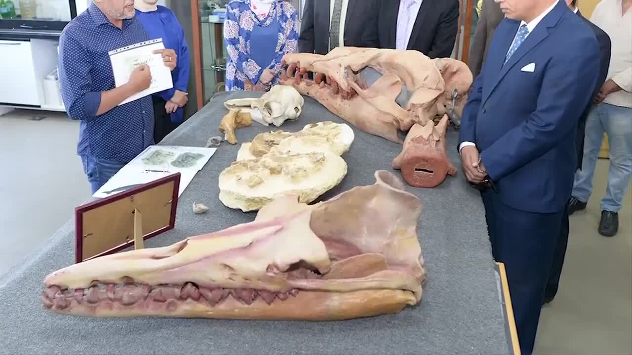 Fossil discovery causes monumental shift in understanding of whale