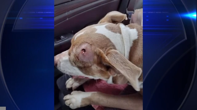 Animal rescue group seeks donations to remove bullet from dog shot in ...