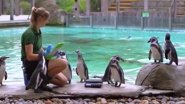 London Zoo animals step on the scale for vital health monitoring - WSVN 7News | Miami News, Weather, Sports - Vimarsana News