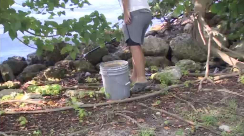 Miami-Dade Parks hosts coastal cleanup at Venetian Causeway – WSVN 7News | Miami News, Weather, Sports