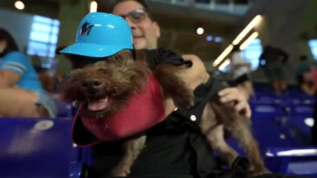 Bark at the Park lets dog owners bring their fur babies to catch Marlins games at loanDepot Park - WSVN 7News | Miami News, Weather, Sports - Vimarsana News