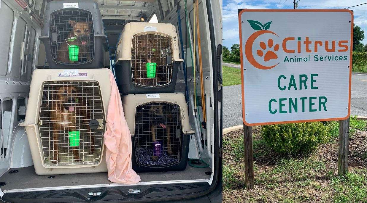 Humane society of broward county assists citrus county shelter
