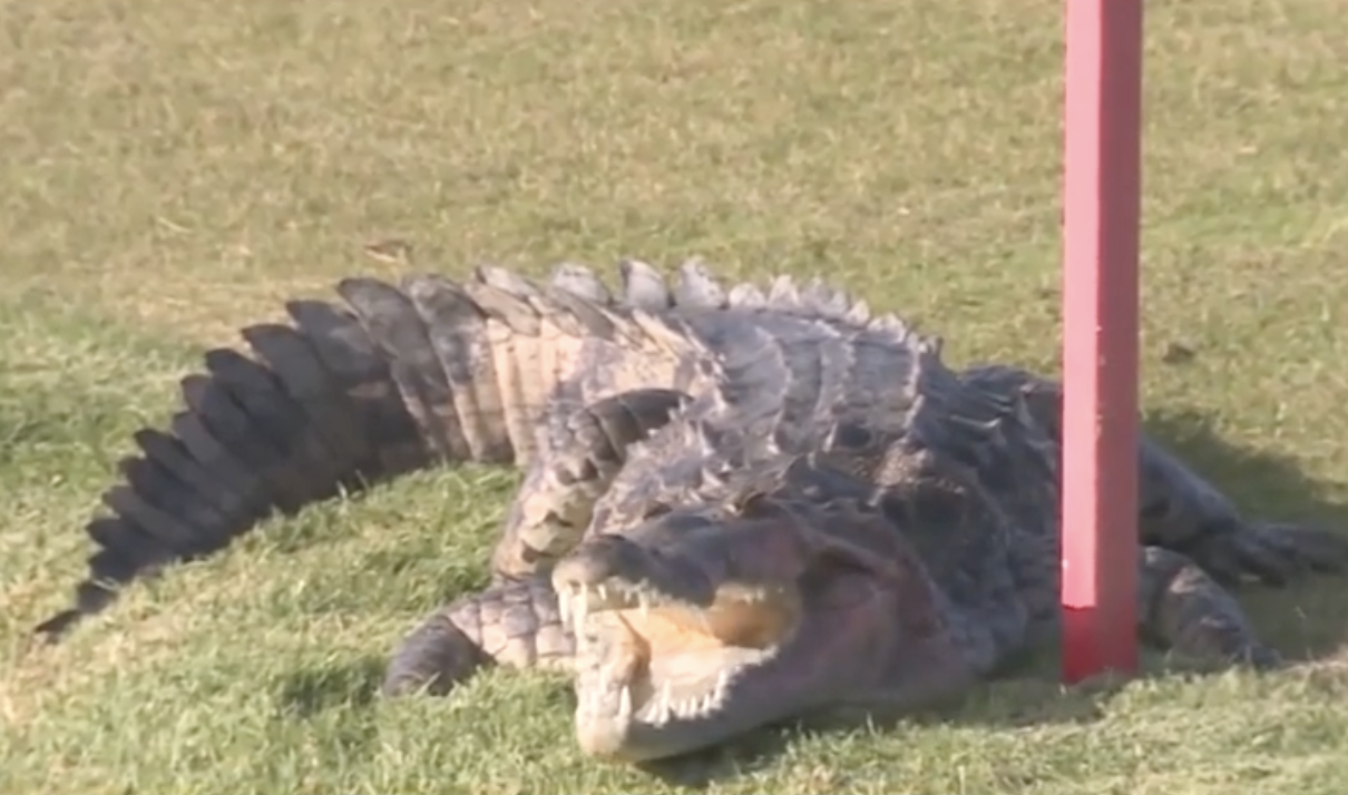 Florida neighbors concerned after crocodile killed pet dog - WSVN 7News | Miami News, Weather, Sports - Vimarsana News