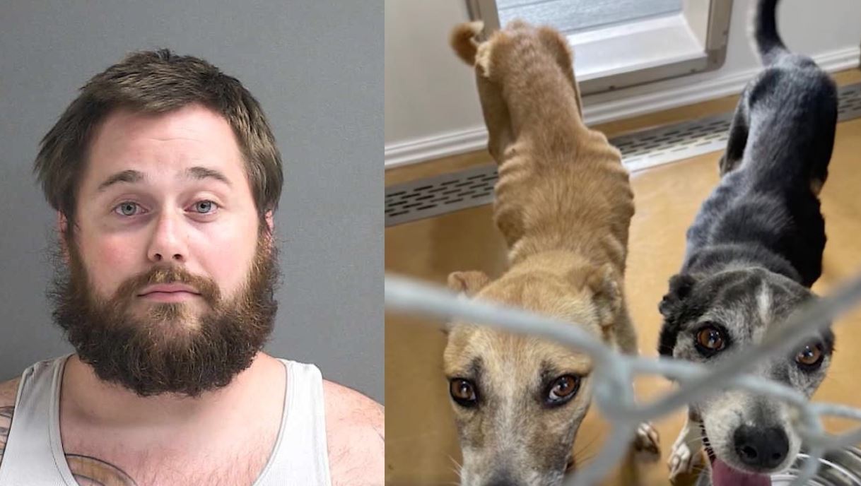Florida man arrested for animal cruelty; dogs found without food in