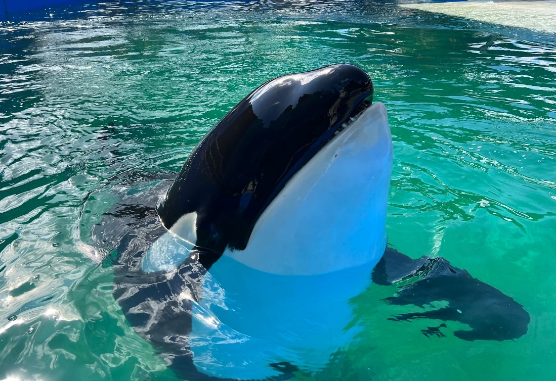 Miami Seaquarium announces death of beloved orca Lolita WSVN 7News Miami News Weather Sports Fort Lauderdale Miami Seaquarium announces death of beloved orca Lolita WSVN 7News Miami News Weather Sports Fort Lauderdale