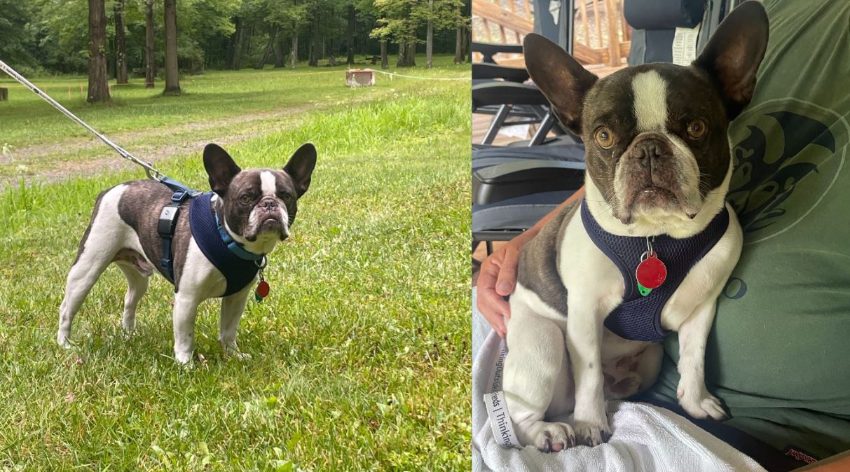 A woman abandoned her dog at a Pennsylvania airport before flying to a resort officials say WSVN 7News Miami News Weather Sports Fort Lauderdale A woman abandoned her dog at a Pennsylvania airport before flying to a resort officials say WSVN 7News Miami News Weather Sports Fort Lauderdale