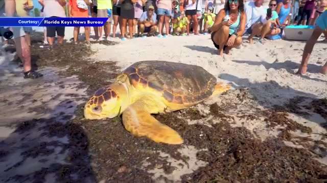 Back on her flippers: Loggerhead 'Tina' returns to the ocean after recovery at Turtle Hospital - WSVN 7News | Miami News, Weather, Sports - Vimarsana News