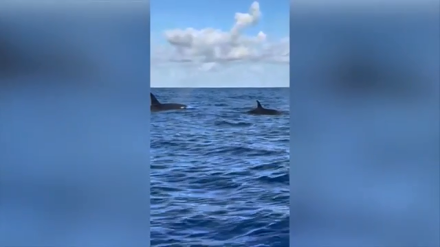 Fort Pierce fisherman captures remarkable encounter with 2 pods of killer whales - WSVN 7News | Miami News, Weather, Sports - Vimarsana News