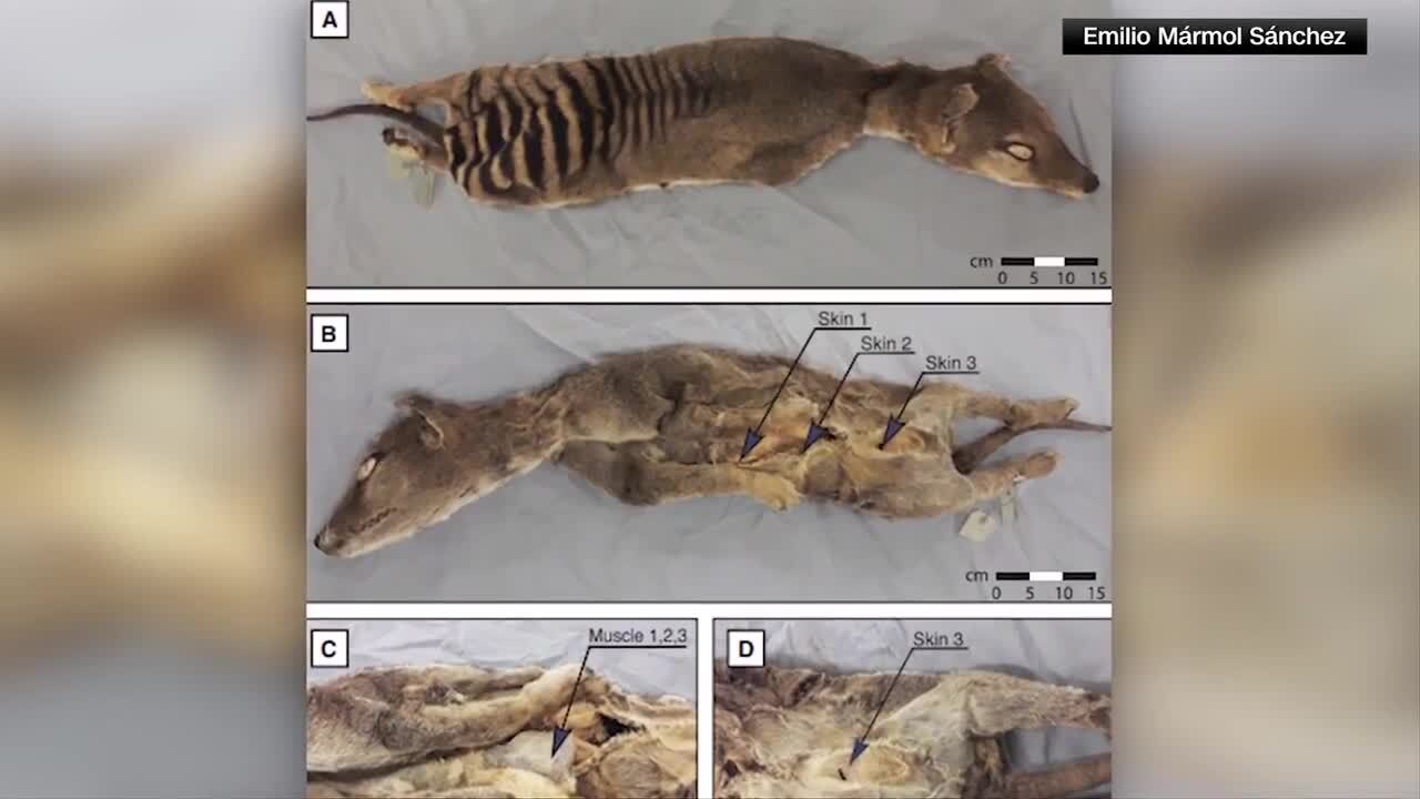 In a first, RNA recovered from extinct Tasmanian tiger, The Senior