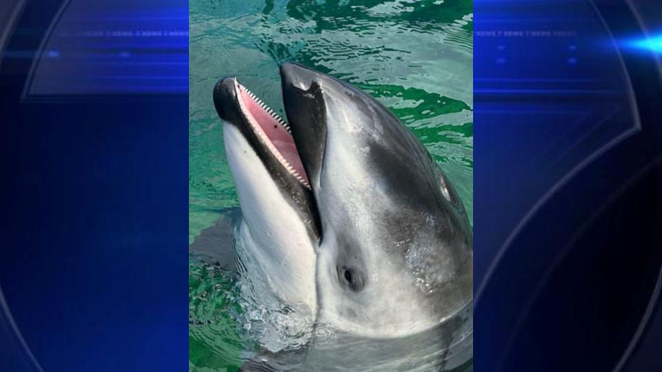 SeaWorld San Antonio dolphin Li’i, Lolita’s companion, from