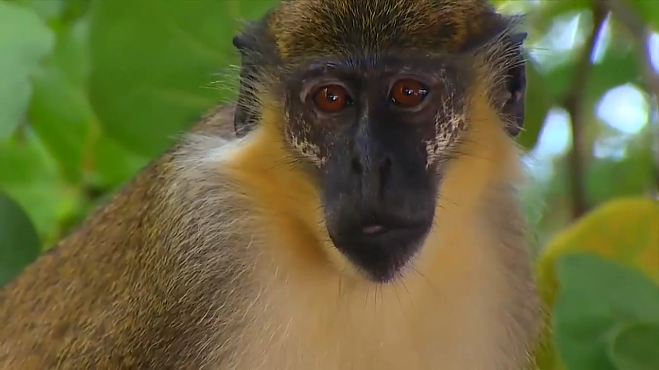 Dania Beach Vervet Project once again seeking public’s help in locating missing monkey - WSVN 7News | Miami News, Weather, Sports | Fort Lauderdale