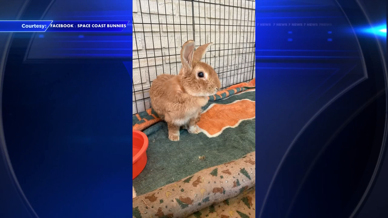 Brevard County bunny crisis Abandoned pet rabbits overwhelm animal