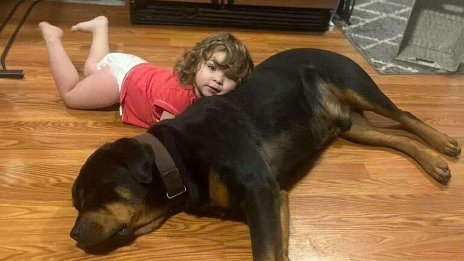 Missing toddler found sleeping in woods using her dog as a pillow after ...