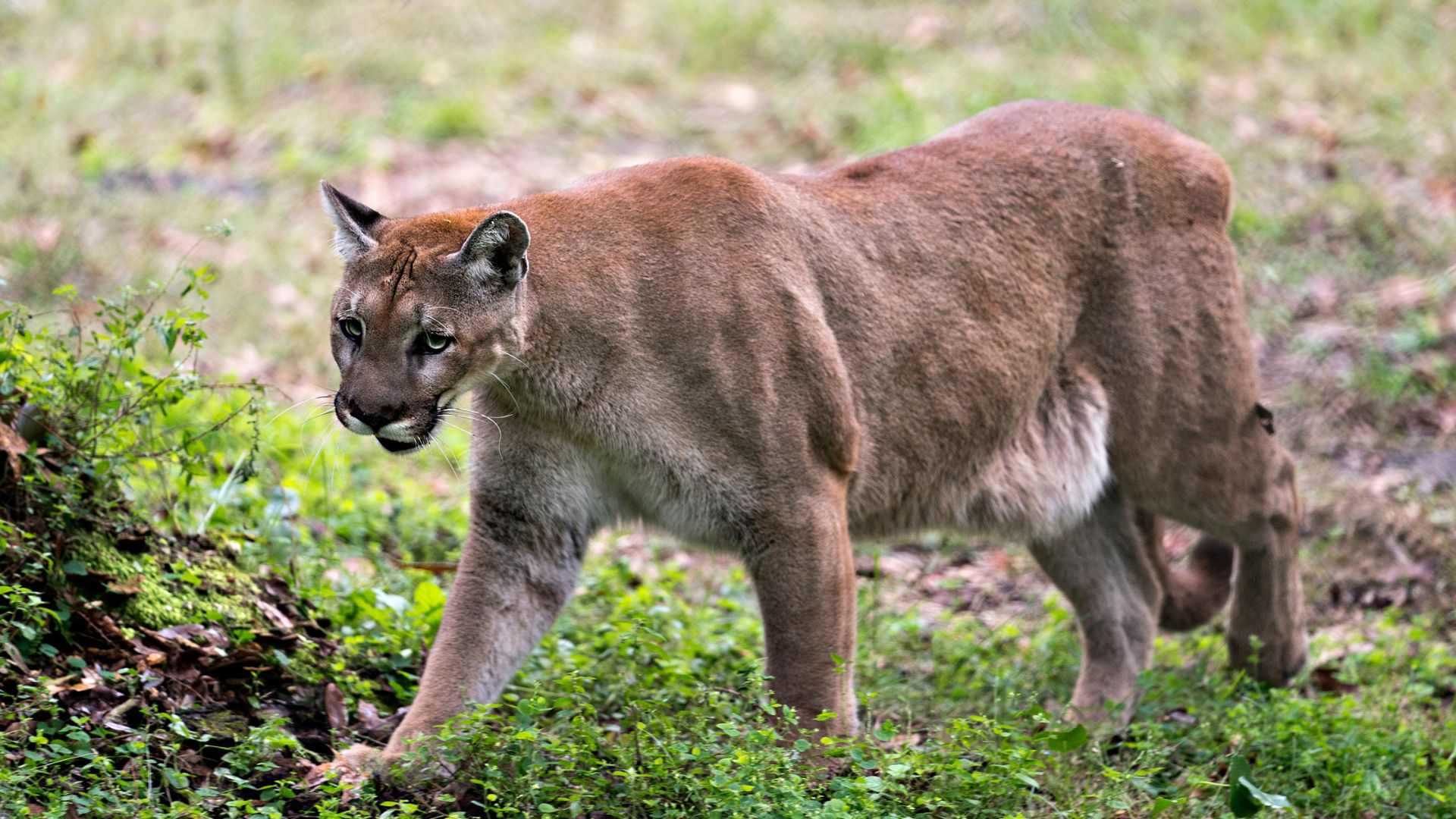 First endangered Florida panther death of 2024 reported WSVN 7News