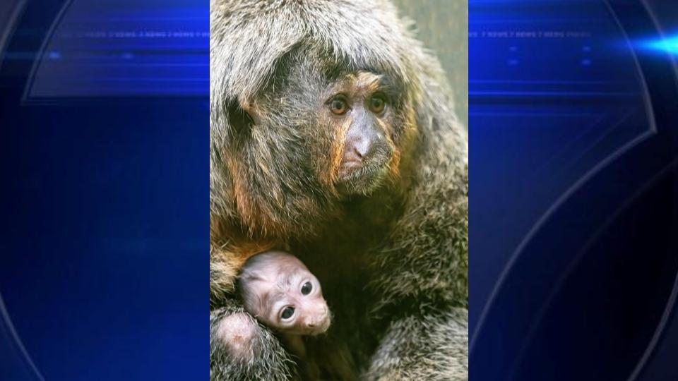 Saki monkey born at Zoo Miami WSVN 7News Miami News, Weather