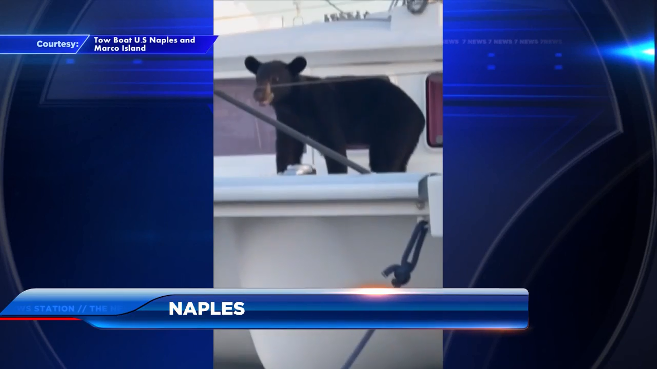 Black bear makes surprise appearance on Naples yacht club dock WSVN