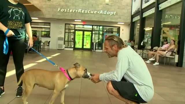 Candy, resilient dog who survived shooting in Hallandale Beach, heads to 'fur-ever' home in Lighthouse Point - WSVN 7News | Miami News, Weather, Sports - Vimarsana News