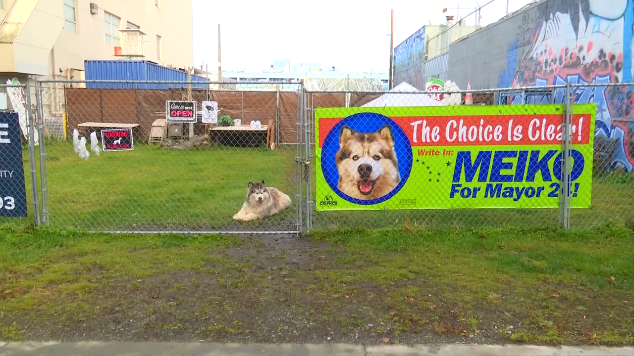 Meet Meiko The canine candidate for Mayor of Anchorage WSVN 7News