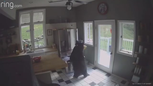 Black bear heads right to the freezer of a Connecticut home steals lasagna  WSVN 7News  Miami News Weather Sports  Fort Lauderdale