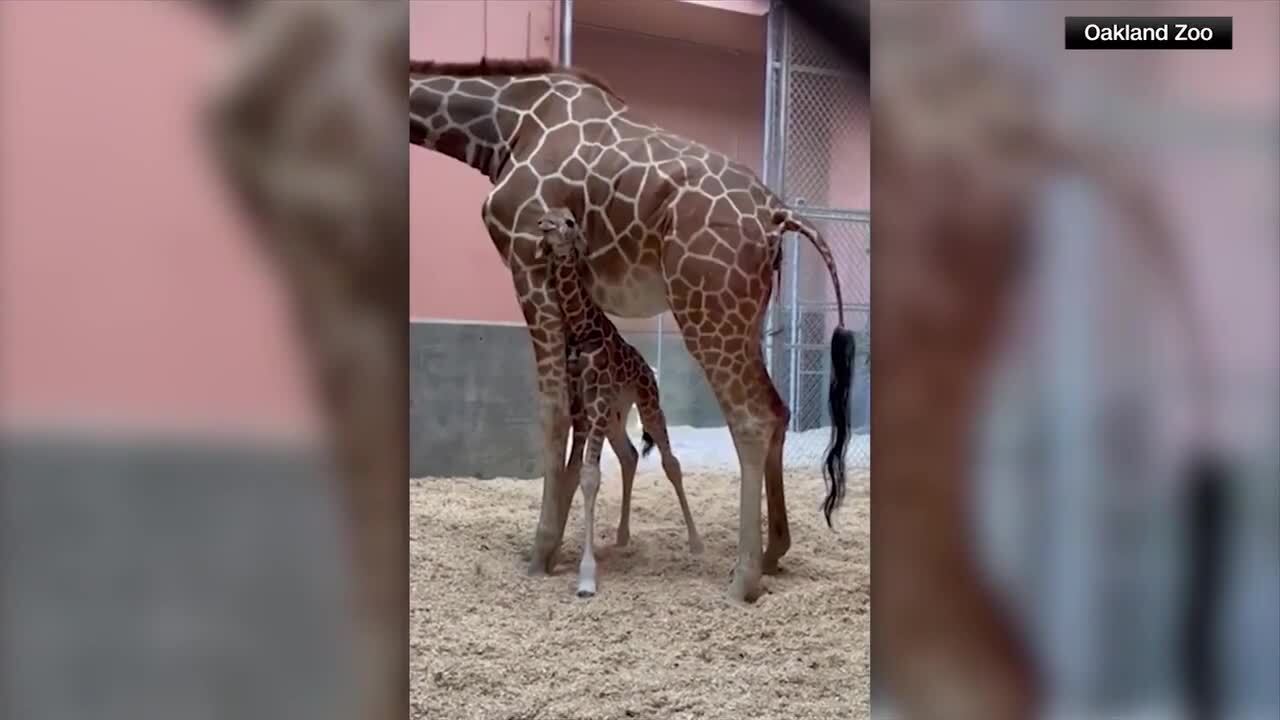 Oklahoma City Zoo announces birth of endangered giraffe calf WSVN 7News Miami News Weather Sports Fort Lauderdale Oklahoma City Zoo announces birth of endangered giraffe calf WSVN 7News Miami News Weather Sports Fort Lauderdale